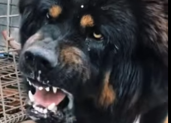 N0101001 Mastín Tibetano vs Leopardo de Las Nieves! (Parte 2)