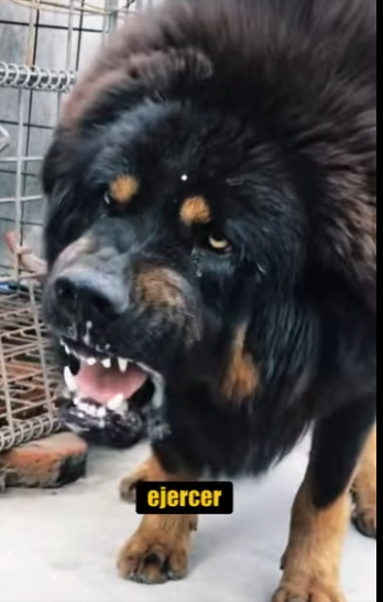 N0101001 Mastín Tibetano vs Leopardo de Las Nieves! (Parte 2)