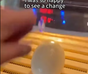 P3101001 A life saved before hope was lost (Part 2)