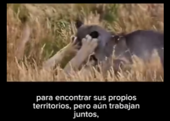 E0501005 Pumas de la Patagonia Una Historia de Supervivencia Hablamos sobre (Parte 2)