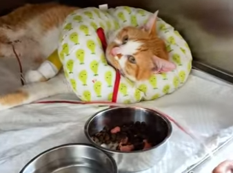 R2901002 La ayuda llego en el momento justo (Parte 2)