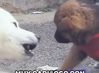 A3001003 Donde habia peligro ahora hay cuidado (Parte 2)