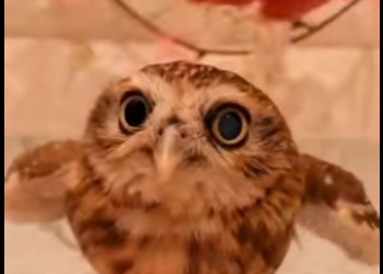 A3001007 Hoy alguien volvio a estar a salvo (Parte 2)