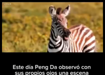 E0501007 Peng Da La Travesía de una Cría de Cebra Hablamos sobre la dura (Parte 2)