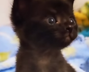 Z2801009 A rescue that gave back tomorrow (Part 2)