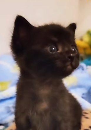 Z2801009 A rescue that gave back tomorrow (Part 2)