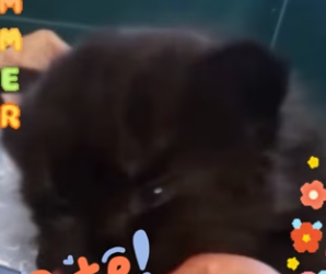 Z2801008 A rescue that gave back tomorrow (Part 2)