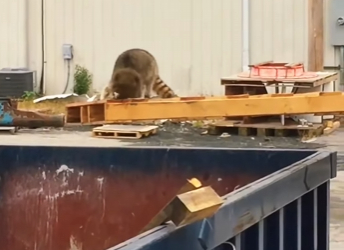 W2801002 A fragile life now guarded (Part 2)