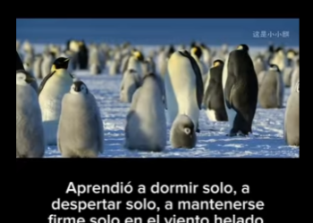 E0501001 Pingüinos Supervivencia en el Hielo Infinito (Parte 2)