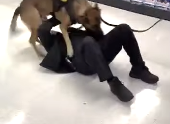 I3001006 K9 Recognizes His First Handler (Part 2)