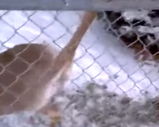 I3001001 Young Man Power Tool Approaches Stuck Deer (Part 2)