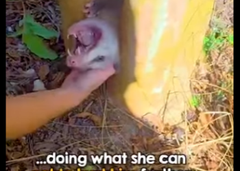 I3001002 After freeing him, she realizes something isn ri (Part 2)