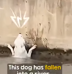 I3001005 Dog keeps slipping off ledge, but they refuse to  (Part 2)