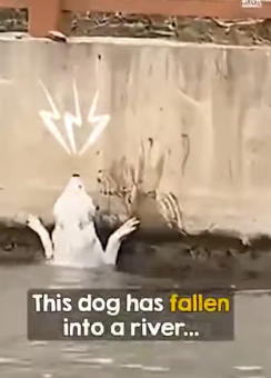 I3001005 Dog keeps slipping off ledge, but they refuse to  (Part 2)