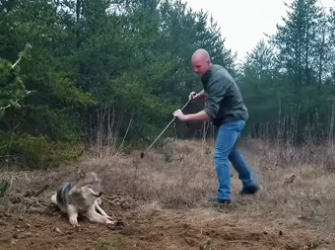 Releasing timber wolf is nothing like movies (Part 2)