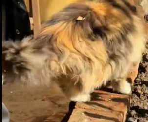 R0202002 Este rescate cambio su destino (Parte 2)