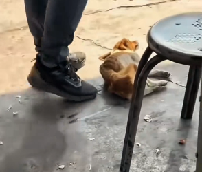 R0202005 La ayuda llego con valentia (Part 2)