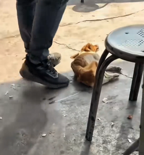 R0202005 La ayuda llego con valentia (Part 2)