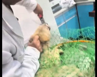 R0202007 El rescate eligio proteger (Parte 2)