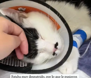 R0202009 Un acto humano salvo una vida (Parte 2)