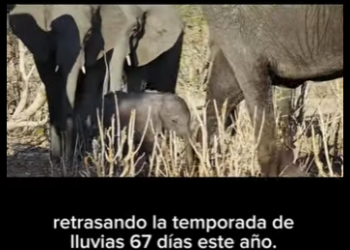 E0501003 Ecos de Supervivencia El Viaje de los Elefantes en la Sabana Afric (Parte 2)