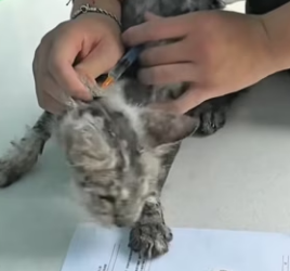 R0202012 Una vida mas bajo proteccion (Parte 2)