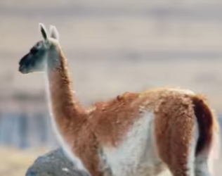 A3101006 La ayuda construyo confianza (Parte 2)