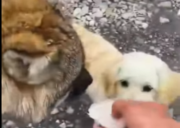 A3101010 El rescate trajo seguridad (Parte 2)