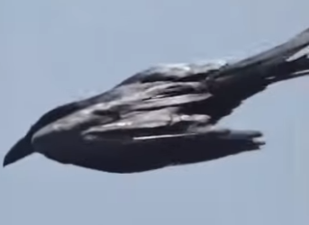 A3101013 La compasion actuo primero (Parte 2)