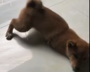 A3101001 Una vida mas fue atendida (Parte 2)