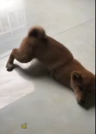 A3101001 Una vida mas fue atendida (Parte 2)