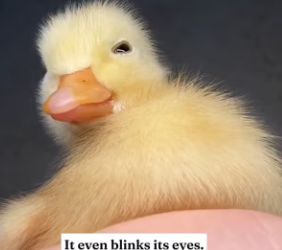 O2912005 These three ducklings thought was their mom followed me all the (Part 2)