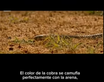 E0501006 Alianzas Salvajes Gatos, Serpientes la Danza de la Supervivencia (Parte 2)