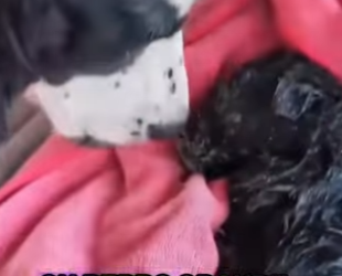 A3101008 Del peligro a la tranquilidad (Parte 2)