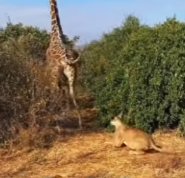 A3101014 La ayuda llego sin dudar (Parte 2)