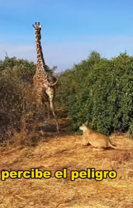 A3101014 La ayuda llego sin dudar (Parte 2)