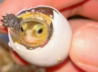 A3101009 Hoy se dio una oportunidad (Parte 2)