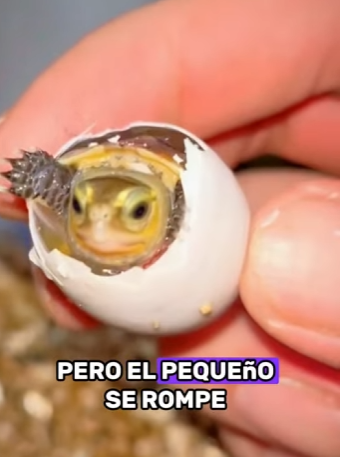 A3101009 Hoy se dio una oportunidad (Parte 2)