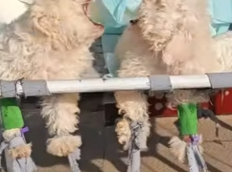 A3101005 De la soledad al acompañamiento (Parte 2)