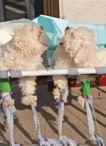 A3101005 De la soledad al acompañamiento (Parte 2)