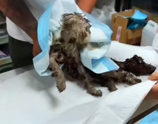 A3101012 El amor tambien cuida (Parte 2)