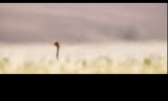 E0501002 Supervivencia en el Desierto El Viaje de una Familia de Avestruces! (Parte 2)