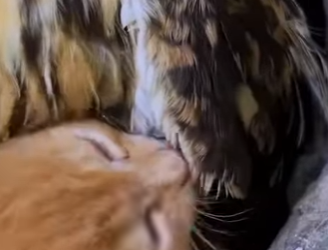 C2901001 A quiet rescue with a powerful ending (Part 2)