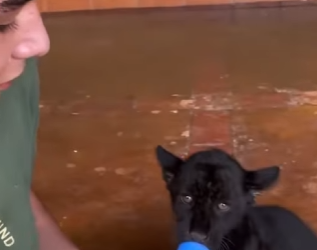 C2901006 A rescue built on patience and heart (Part 2)