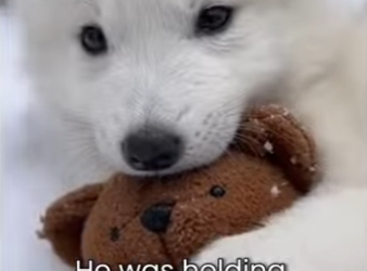 M0101003 Little Wolf Only Have His Teddy Bear (Part 2)