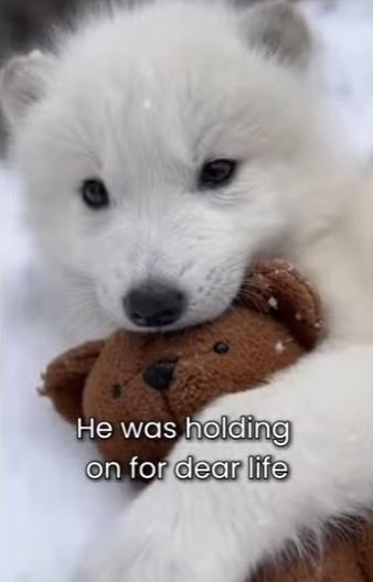 M0101003 Little Wolf Only Have His Teddy Bear (Part 2)