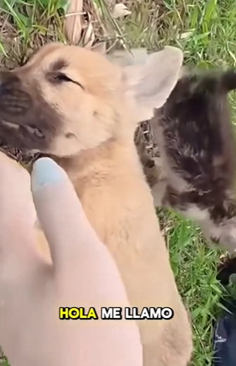 M3101013 Donde habia peligro ahora hay proteccion(Parte 2)