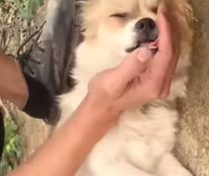 M3101006 La ayuda llego cuando mas se necesitaba(Parte 2)