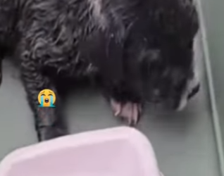 M3101012 Hoy la vida fue prioridad(Parte 2)