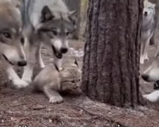 M0101013 saved Baby Lynx Wolf Pack (Part 2)